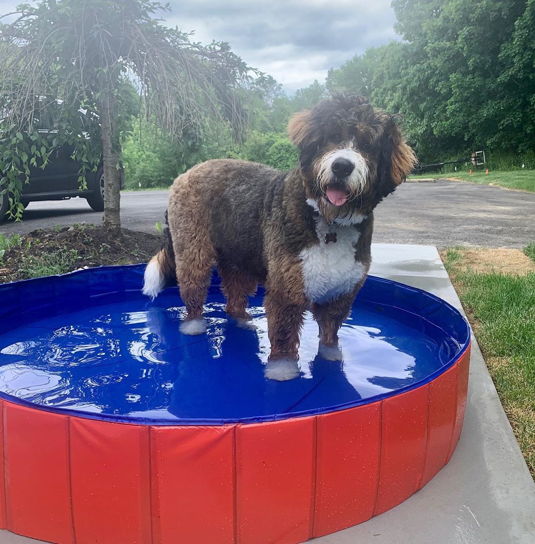 PORTABLE PAW POOL™