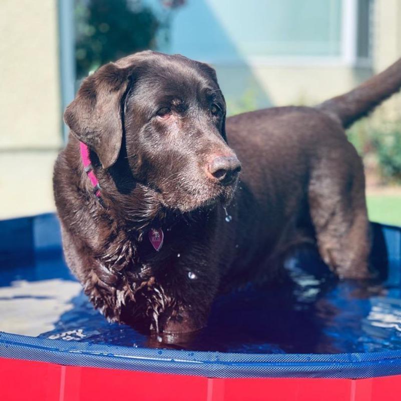 PORTABLE PAW POOL™