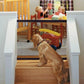 The Ingenious Mesh Magic Pet Gate For Dogs