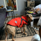 2022 Newest Dog Waterproof Winter Jacket with Built-in Harness