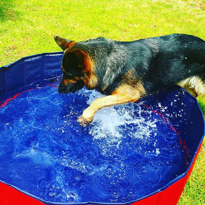 PORTABLE PAW POOL™