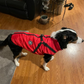 2022 Newest Dog Waterproof Winter Jacket with Built-in Harness