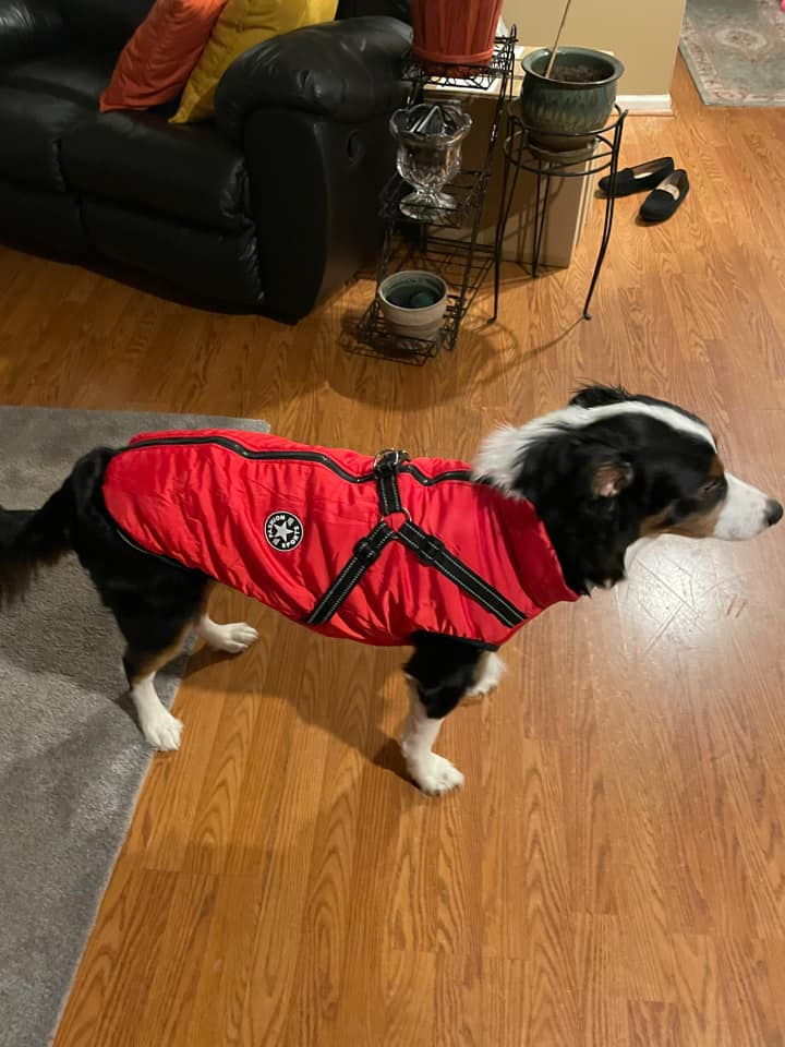 2022 Newest Dog Waterproof Winter Jacket with Built-in Harness