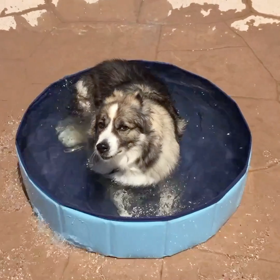 PORTABLE PAW POOL™