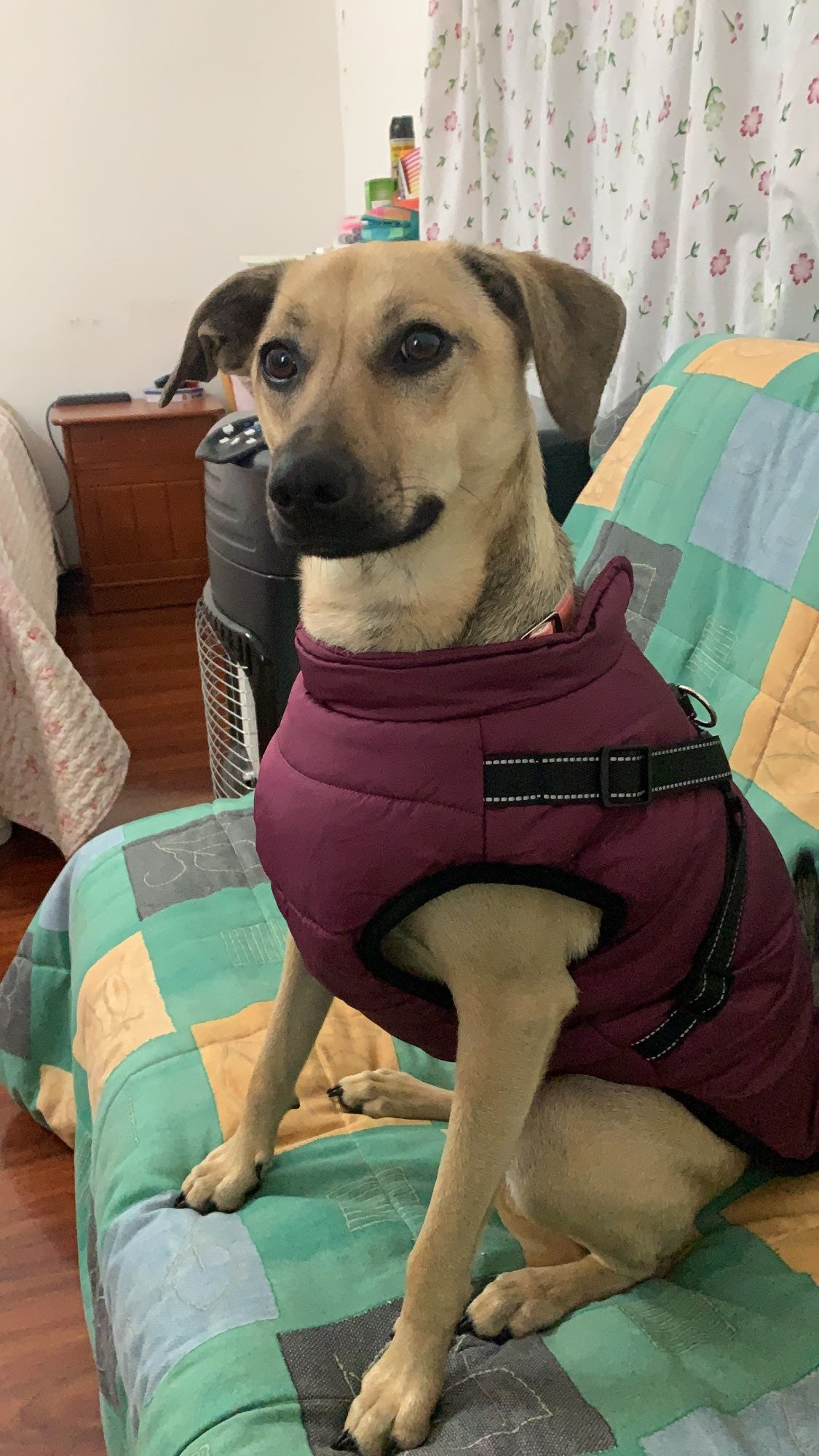 2022 Newest Dog Waterproof Winter Jacket with Built-in Harness